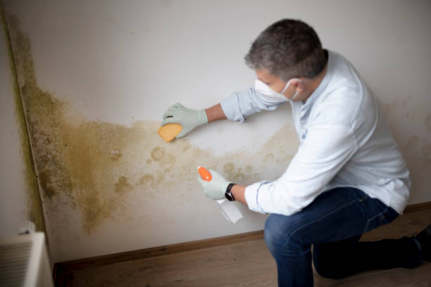 Best Environmental Consulting for Mold Prevention  in Landen, OH