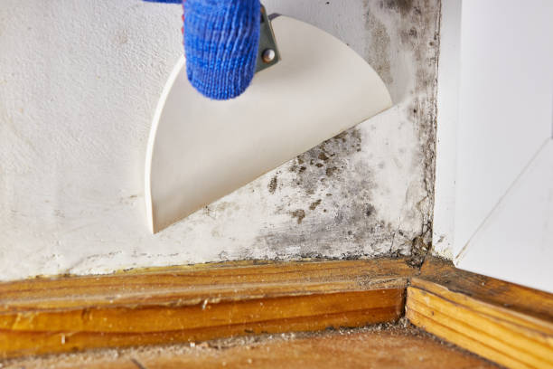 Trusted Landen, OH Mold Removal Experts