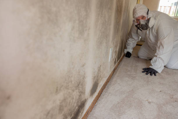 Best Real Estate Mold Inspection  in Landen, OH